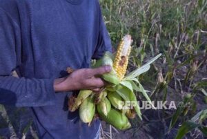 Pertanian! Petani Limboto Merugi Akibat Serangan Hama Jagung, Minta Bantuan Pemerintah!