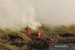 Bencana! Petugas Gabungan Berhasil Padamkan Kebakaran Lahan Gambut Dekat Danau Limboto!