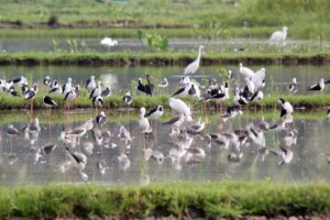 Danau Limboto Jadi Surga Burung Air, Pegiat Lingkungan Lakukan Sensus Populasi